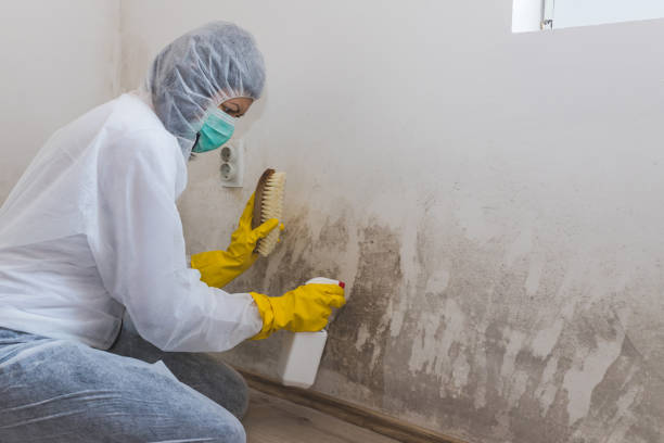 Best Same-Day Mold Removal  in Gibson City, IL
