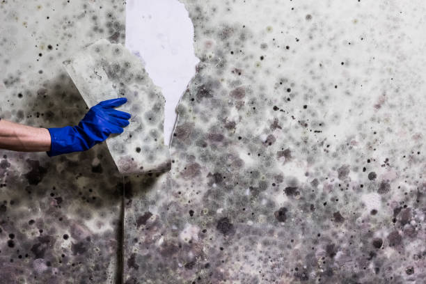 Best Certified Mold Removal  in Gibson City, IL