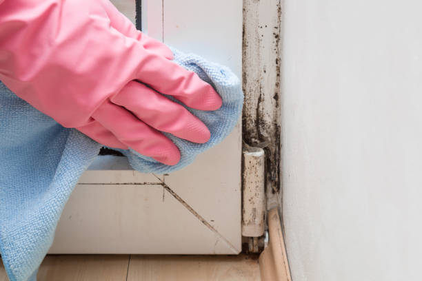 Home Mold Removal in Gibson City, IL